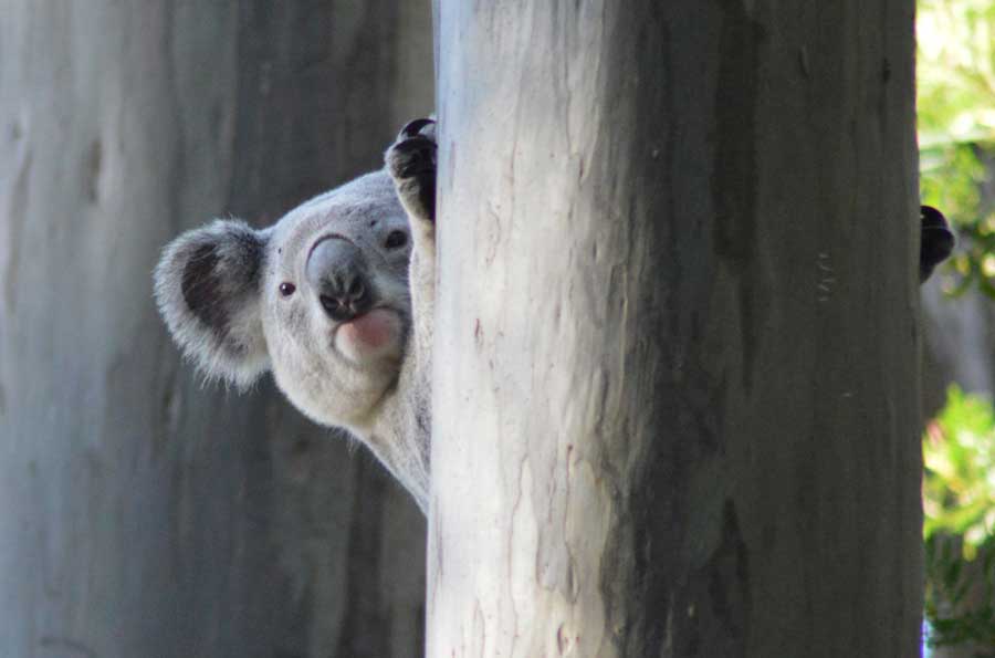 Lyola Koala